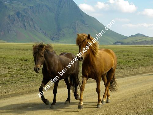 2 Pferde am galoppieren
