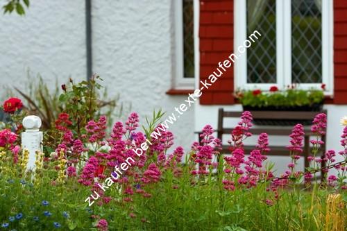 Blumen im Garten vor einen Haus