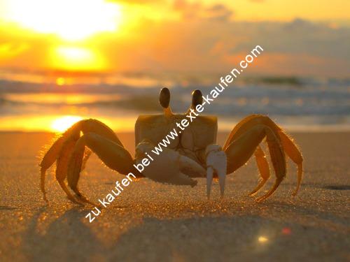Krabbe im Sonnenuntergang am Meer