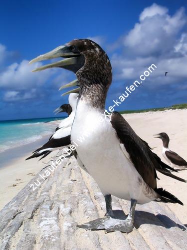 Vögel am Strand