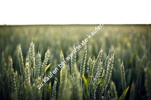Scharfe Pflanze im Morgenlicht