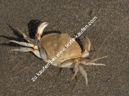 Krabbe bei Ebbe an der Nordsee