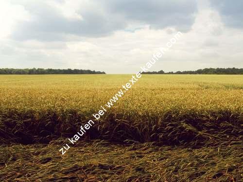 Maisfeld mit Wolken am Horizont