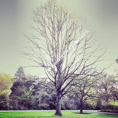 Nackter Baum in perfektem Stimmungsfeld