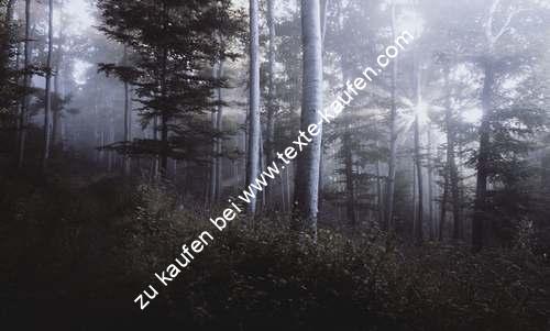 Herbststimmung im Wald