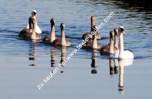 Schwäne am schwimmen im See