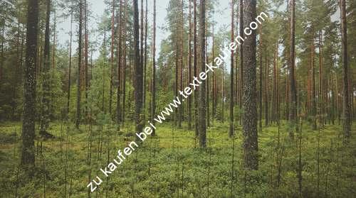 Ein Stück Wald mit saftig grüner Wiese