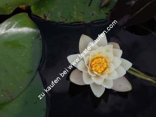 Eine Seerose im Teich
