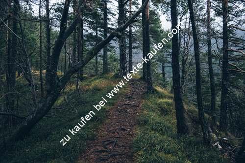 Ein schöner Wanderweg im dichten Waldgebiet