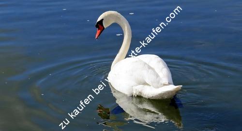 Ein Schwan im See