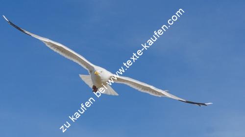 Eine Seemöwe