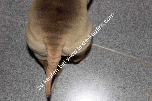Wedelnder Hund