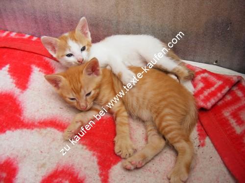 Zwei Katzen kuscheln
