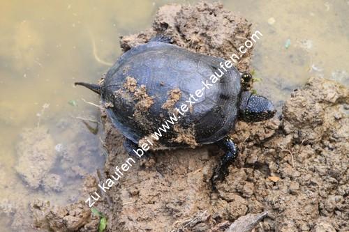 Schildkröte