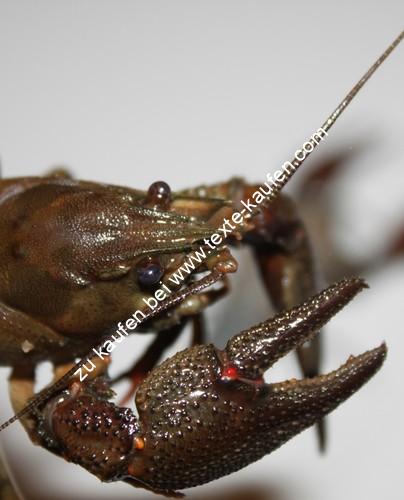 Krabbentier