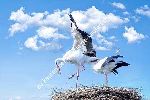 Storch im Nest