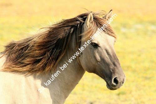 Pferd in der Wildnis