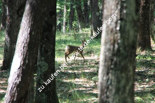 Junges Renntier in der Wildnis