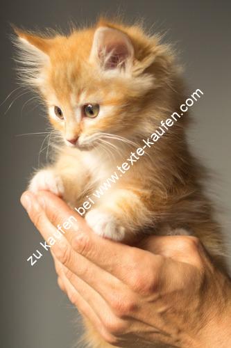 Kleine Katze in der Hand haltend