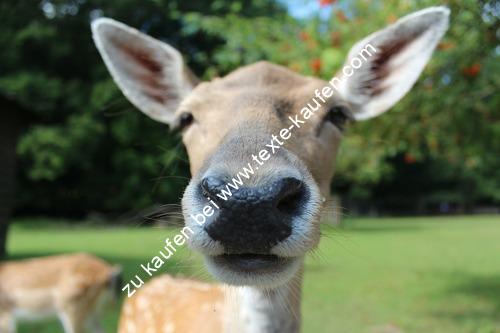 Ein Esel