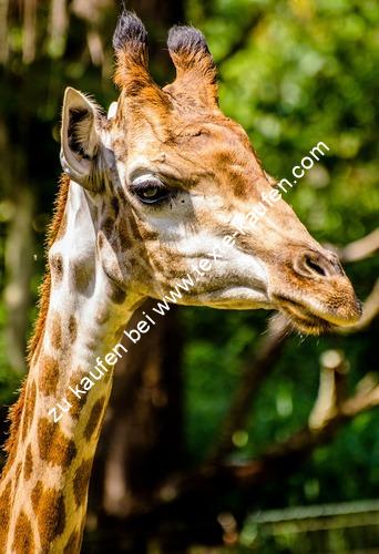 Giraffe in Wildnis