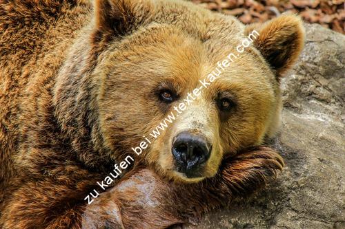 Niedlicher Bär