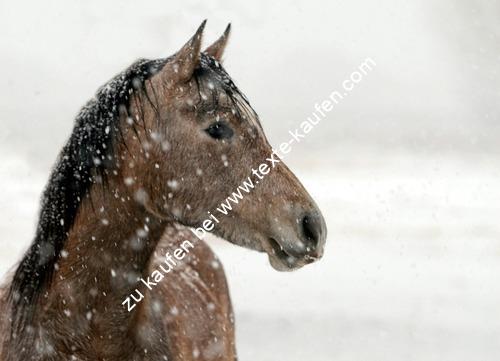 Ein Pfohlen im Schnee