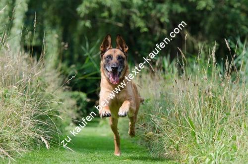 Ein Schäferhund in der Natur am rennen