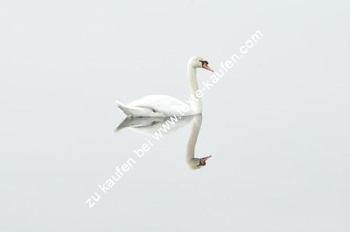 Weißer Schwan