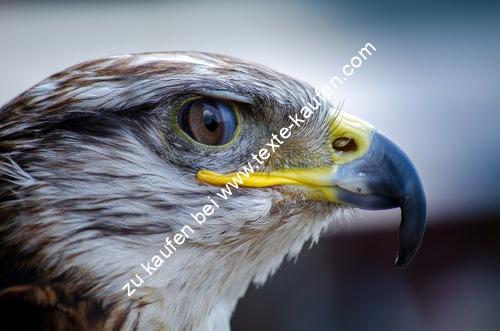 Vogelperspektiven