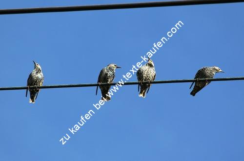 Vogel am Drahtseil