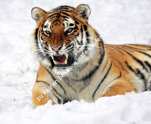 Ein Löwe im Schnee