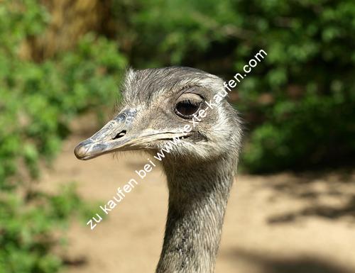 Vogel Großaufnahme