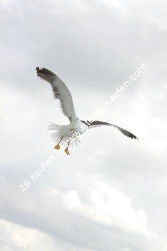 Storch im Anflug