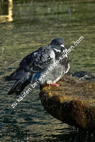 Vogel einsam am Strand