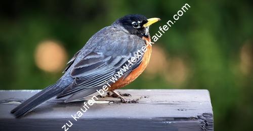 Schöner bunter Vogel