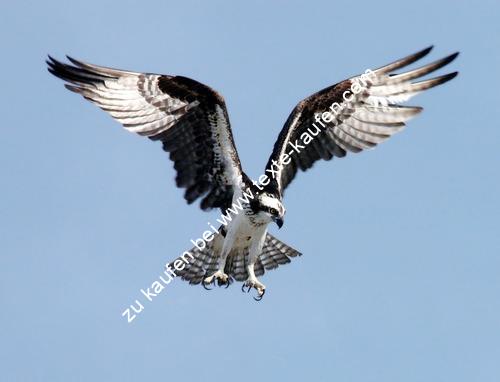 Großer Vogel Schwarz Weißes Gefieder