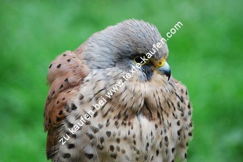 Kestrelvogel