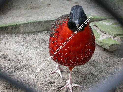 Roter Vogel Gefieder