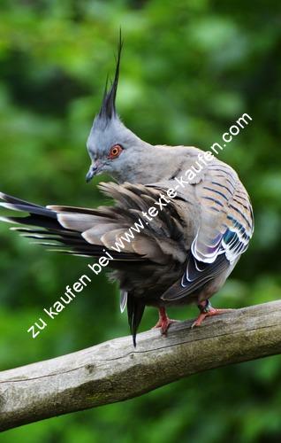 Exotischer Vogel Großaufnahme