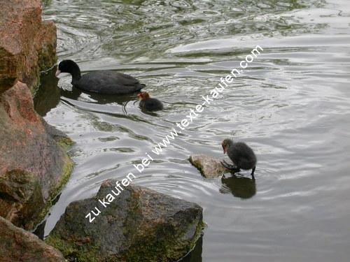 Enten am Strand