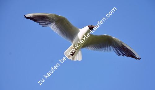 Eine Möwe am strahlenden blauen Himmel unterwegs