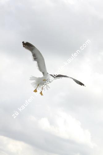 Eine Möwe am Himmel