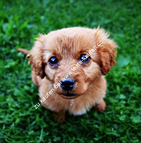 Ein Hund auf der Wiese