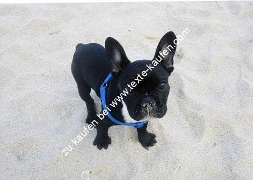 Ein Hund am Strand