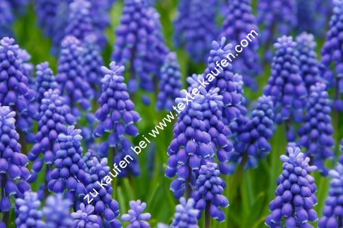 violette Blumenlandschaft