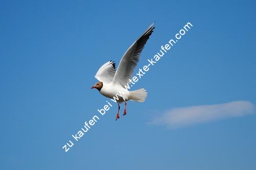 Eine Möew am blauen Himmel