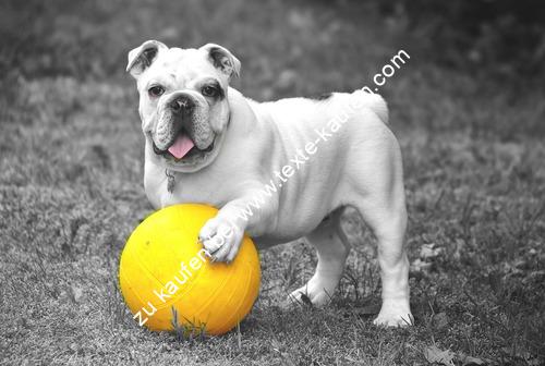 Hund mit gelbem Ball