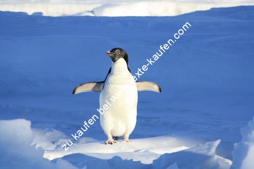 Ein Eskimo auf einer Eisscholle