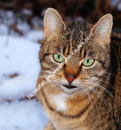 Eine Katze im Schnee